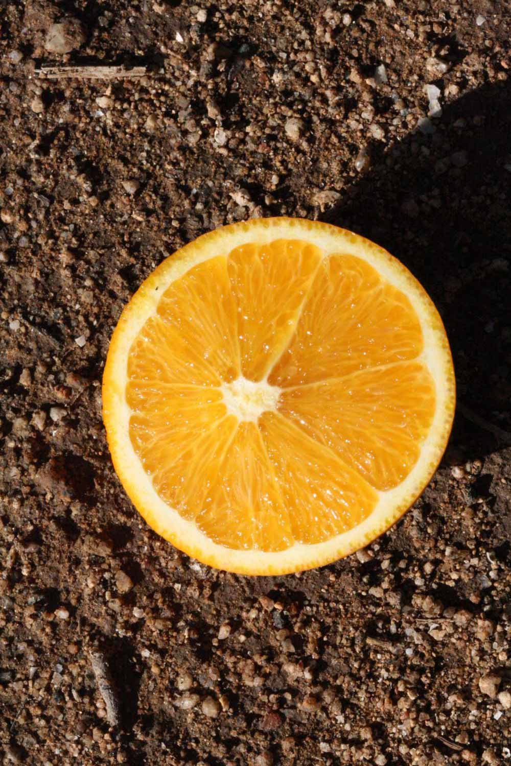            Fruit cross-section (Winter Haven, FL)   